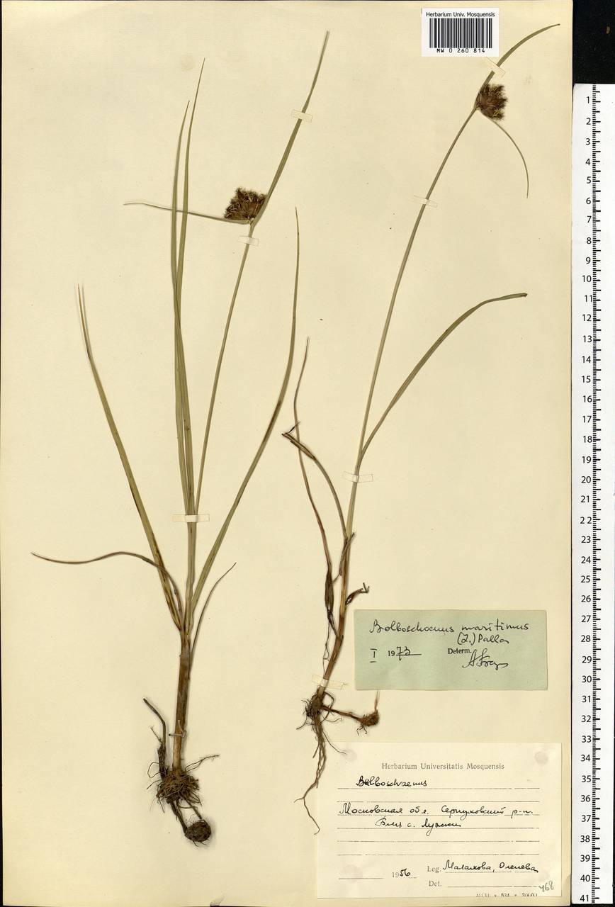 Bolboschoenus maritimus (L.) Palla, Eastern Europe, Moscow region (E4a) (Russia)