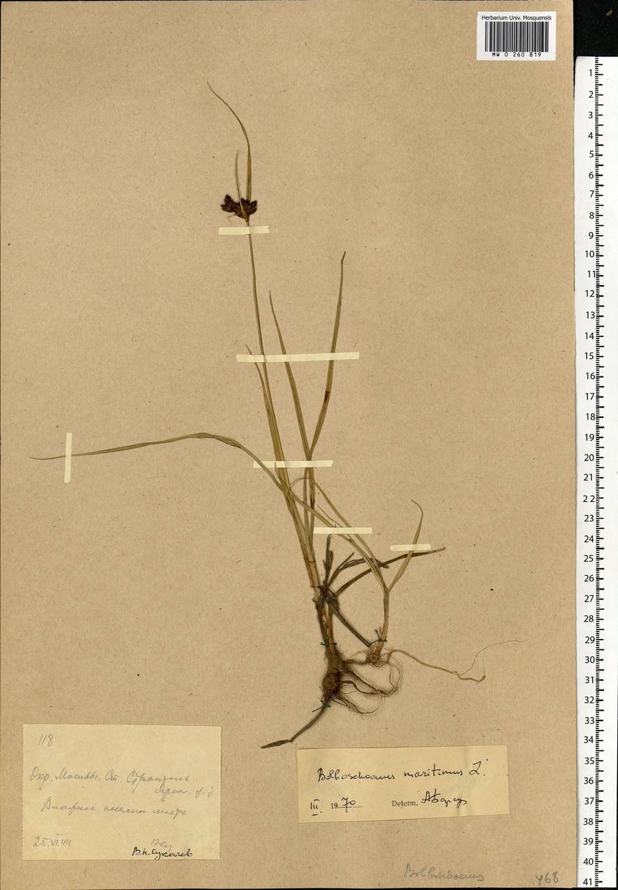 Bolboschoenus maritimus (L.) Palla, Eastern Europe, Moscow region (E4a) (Russia)