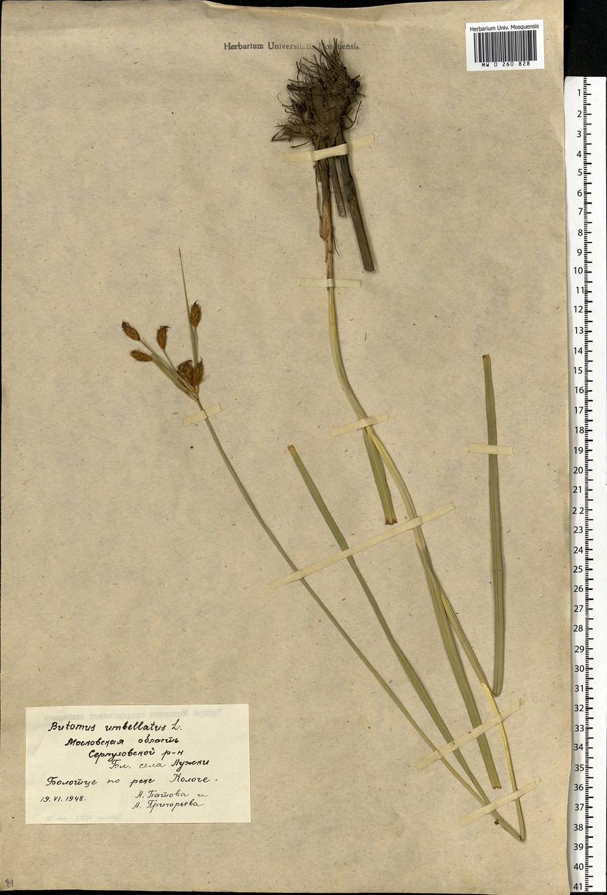 Bolboschoenus maritimus (L.) Palla, Eastern Europe, Moscow region (E4a) (Russia)
