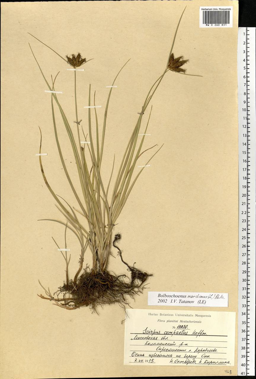 Bolboschoenus maritimus (L.) Palla, Eastern Europe, Moscow region (E4a) (Russia)