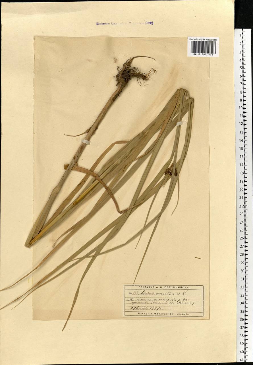 Bolboschoenus maritimus (L.) Palla, Eastern Europe, Moscow region (E4a) (Russia)