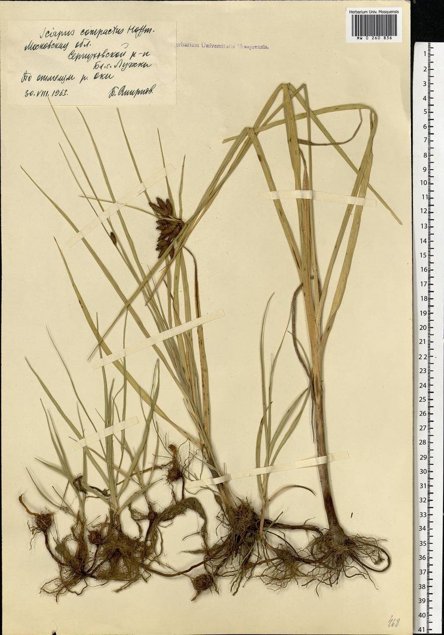 Bolboschoenus maritimus (L.) Palla, Eastern Europe, Moscow region (E4a) (Russia)