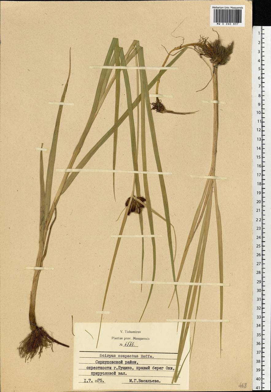 Bolboschoenus maritimus (L.) Palla, Eastern Europe, Moscow region (E4a) (Russia)