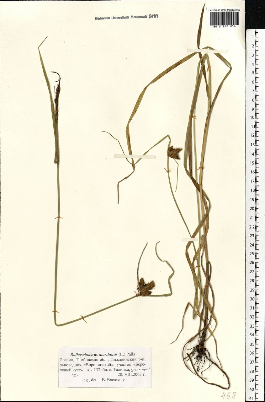 Bolboschoenus maritimus (L.) Palla, Eastern Europe, Central forest-and-steppe region (E6) (Russia)