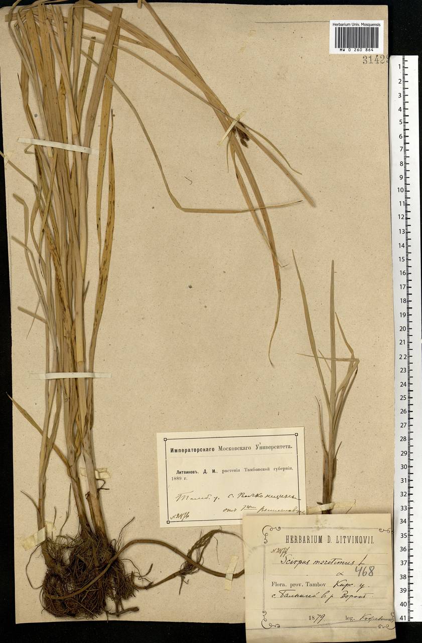 Bolboschoenus maritimus (L.) Palla, Eastern Europe, Central forest-and-steppe region (E6) (Russia)