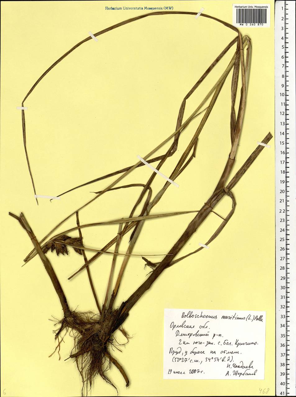 Bolboschoenus maritimus (L.) Palla, Eastern Europe, Central forest-and-steppe region (E6) (Russia)