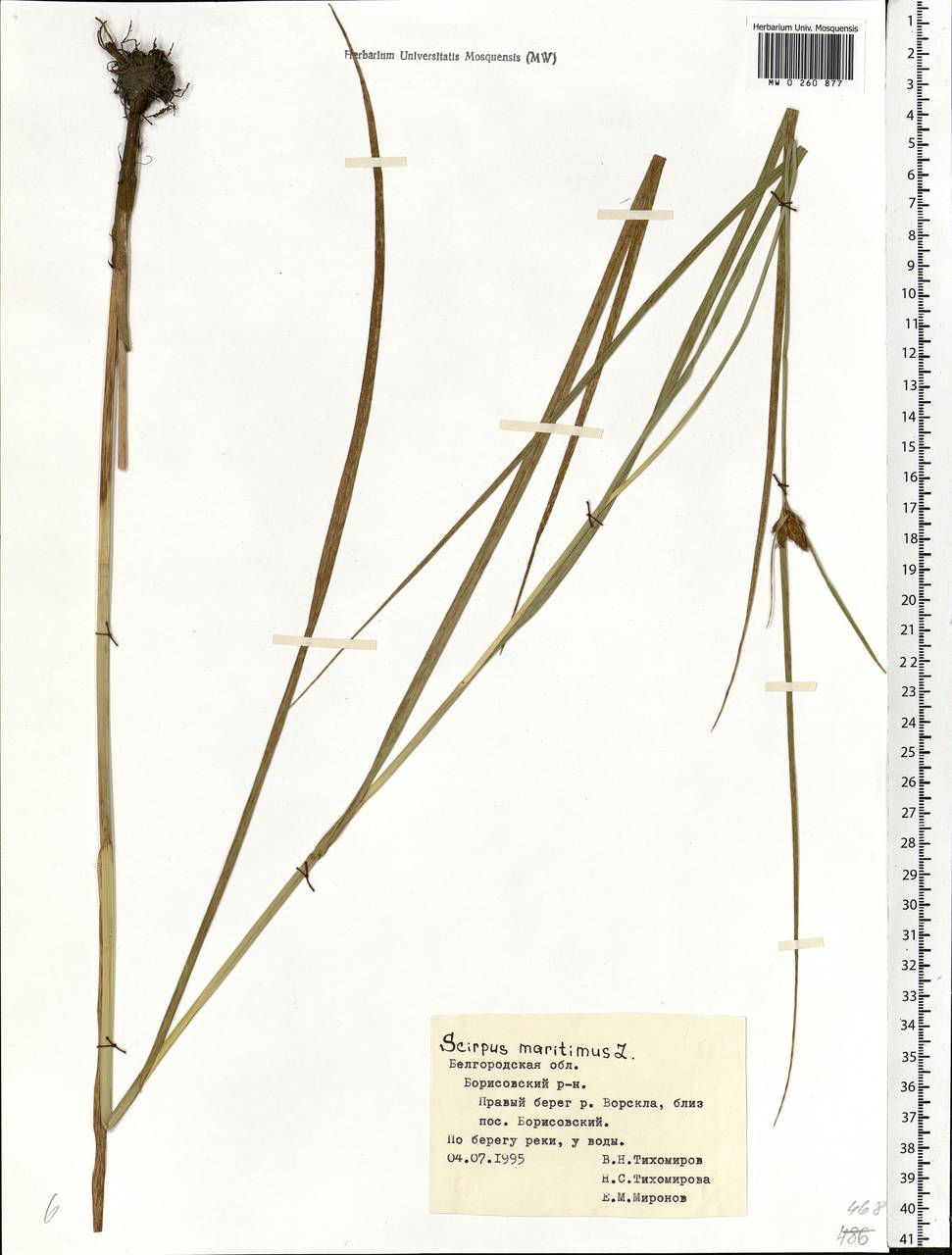 Bolboschoenus maritimus (L.) Palla, Eastern Europe, Central forest-and-steppe region (E6) (Russia)