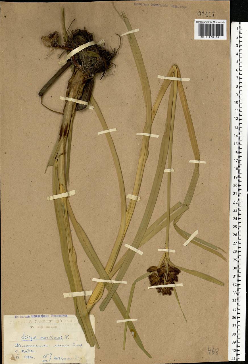 Bolboschoenus maritimus (L.) Palla, Eastern Europe, Central forest-and-steppe region (E6) (Russia)