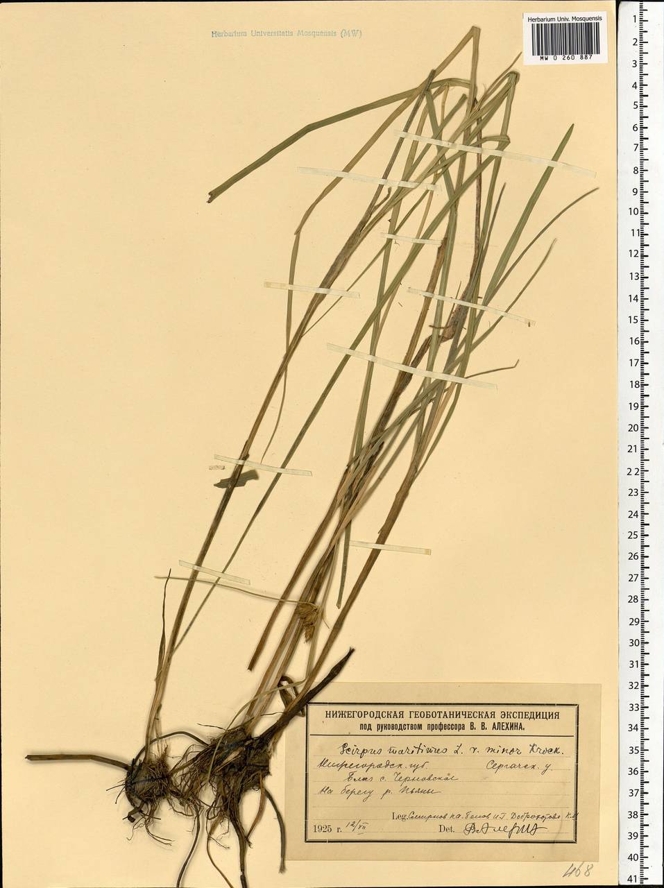 Bolboschoenus maritimus (L.) Palla, Eastern Europe, Volga-Kama region (E7) (Russia)