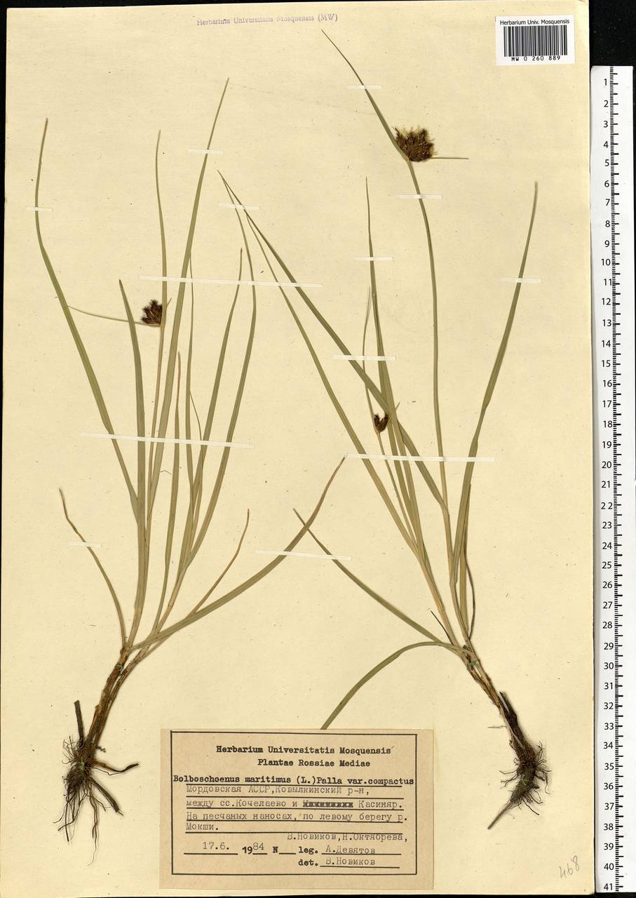 Bolboschoenus maritimus (L.) Palla, Eastern Europe, Middle Volga region (E8) (Russia)