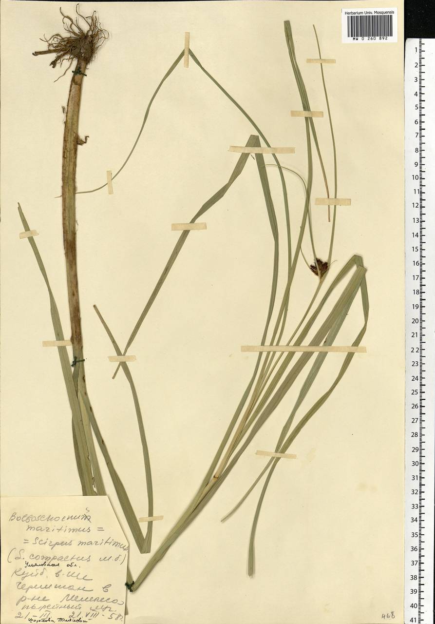 Bolboschoenus maritimus (L.) Palla, Eastern Europe, Middle Volga region (E8) (Russia)