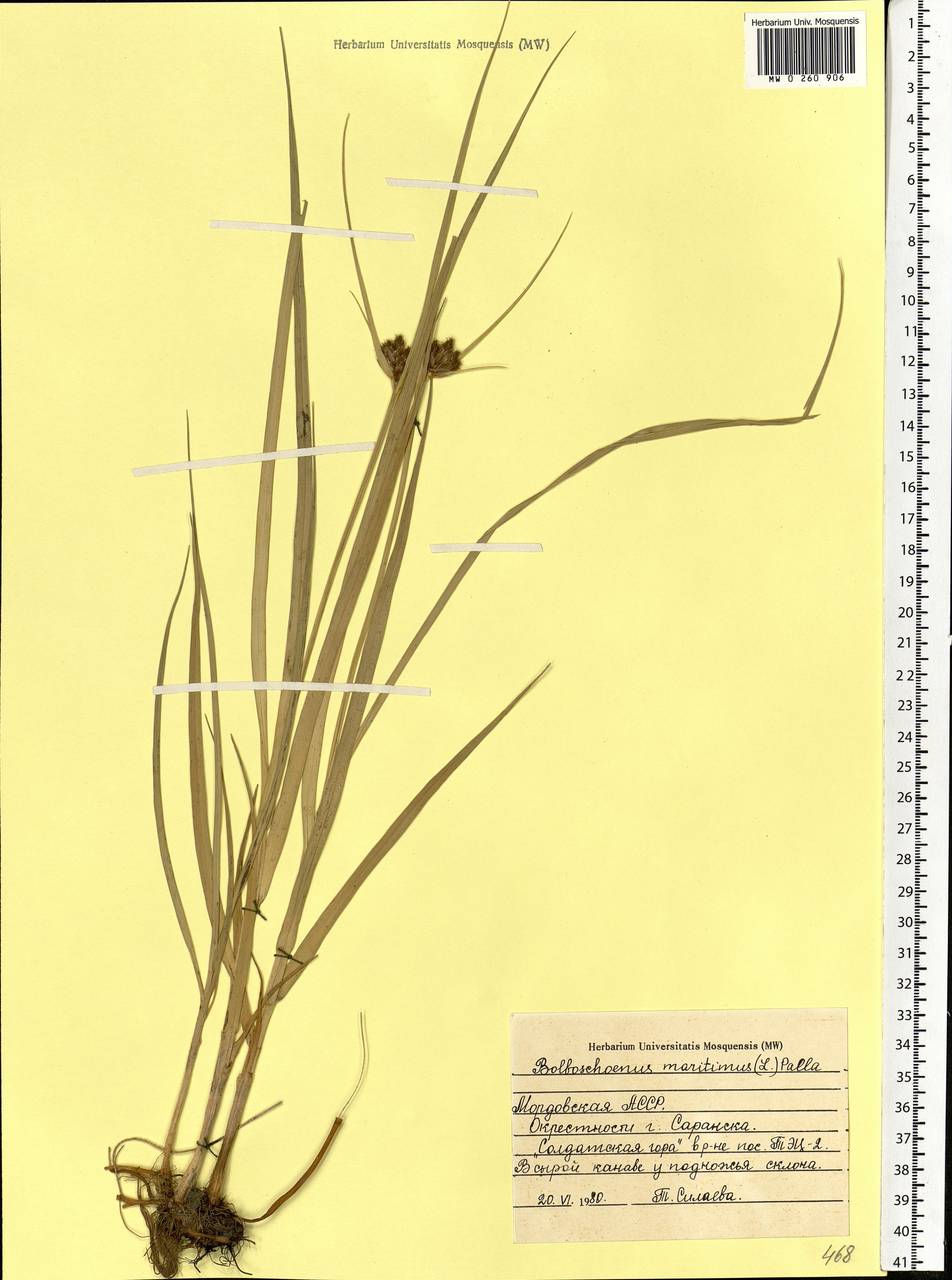 Bolboschoenus maritimus (L.) Palla, Eastern Europe, Middle Volga region (E8) (Russia)