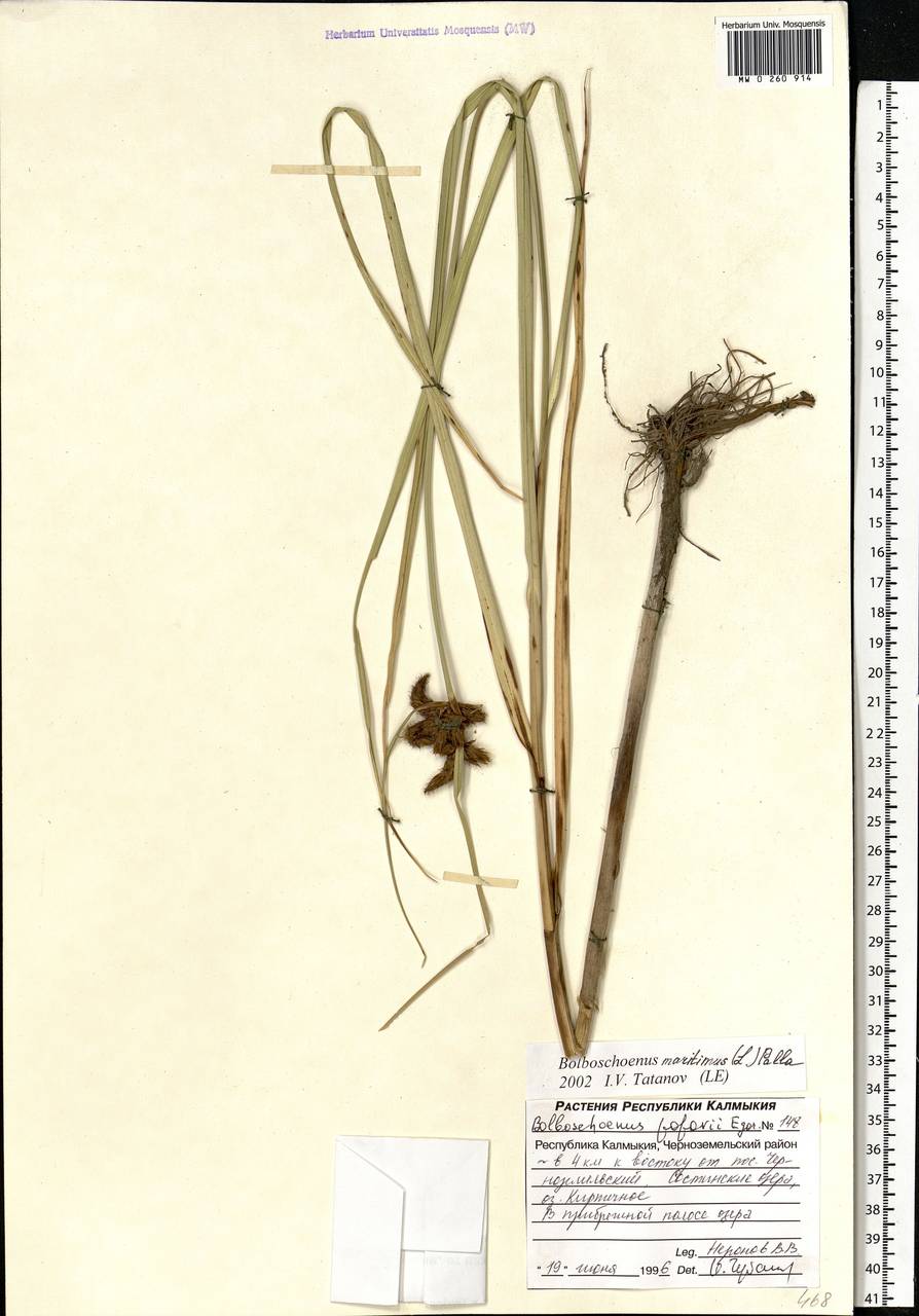 Bolboschoenus maritimus (L.) Palla, Eastern Europe, Lower Volga region (E9) (Russia)