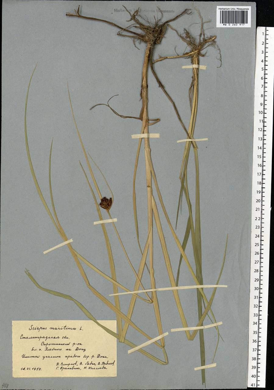 Bolboschoenus maritimus (L.) Palla, Eastern Europe, Lower Volga region (E9) (Russia)