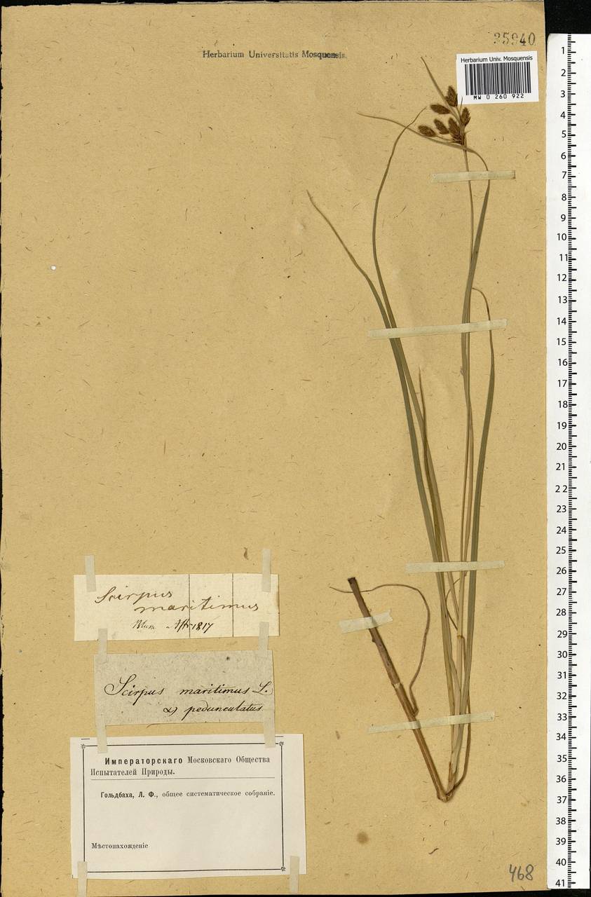 Bolboschoenus maritimus (L.) Palla, Eastern Europe, Lower Volga region (E9) (Russia)