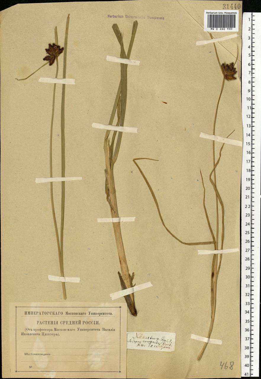 Bolboschoenus maritimus (L.) Palla, Eastern Europe, Lower Volga region (E9) (Russia)