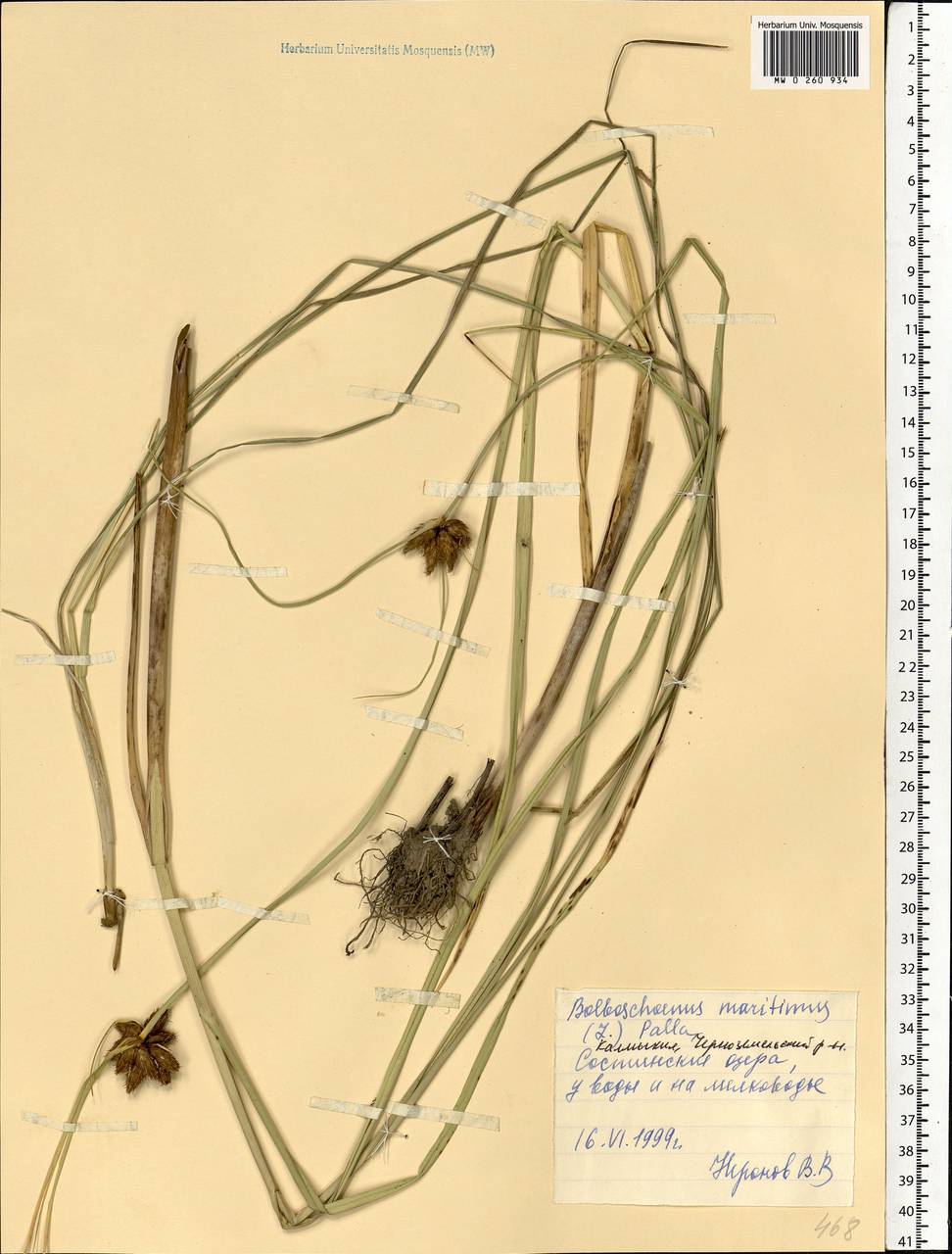 Bolboschoenus maritimus (L.) Palla, Eastern Europe, Lower Volga region (E9) (Russia)