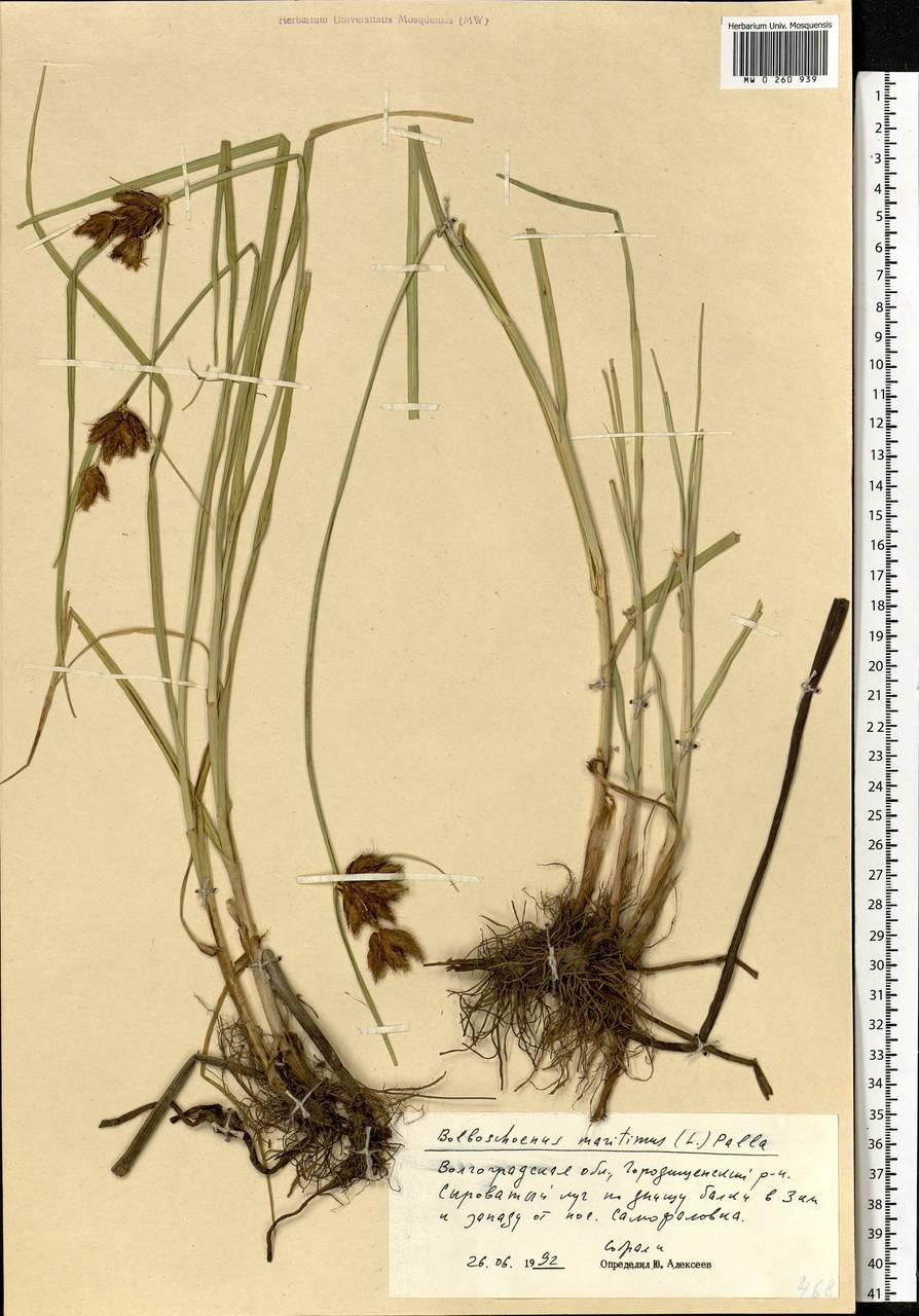 Bolboschoenus maritimus (L.) Palla, Eastern Europe, Lower Volga region (E9) (Russia)