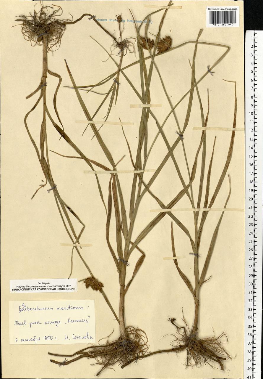 Bolboschoenus maritimus (L.) Palla, Eastern Europe, Lower Volga region (E9) (Russia)