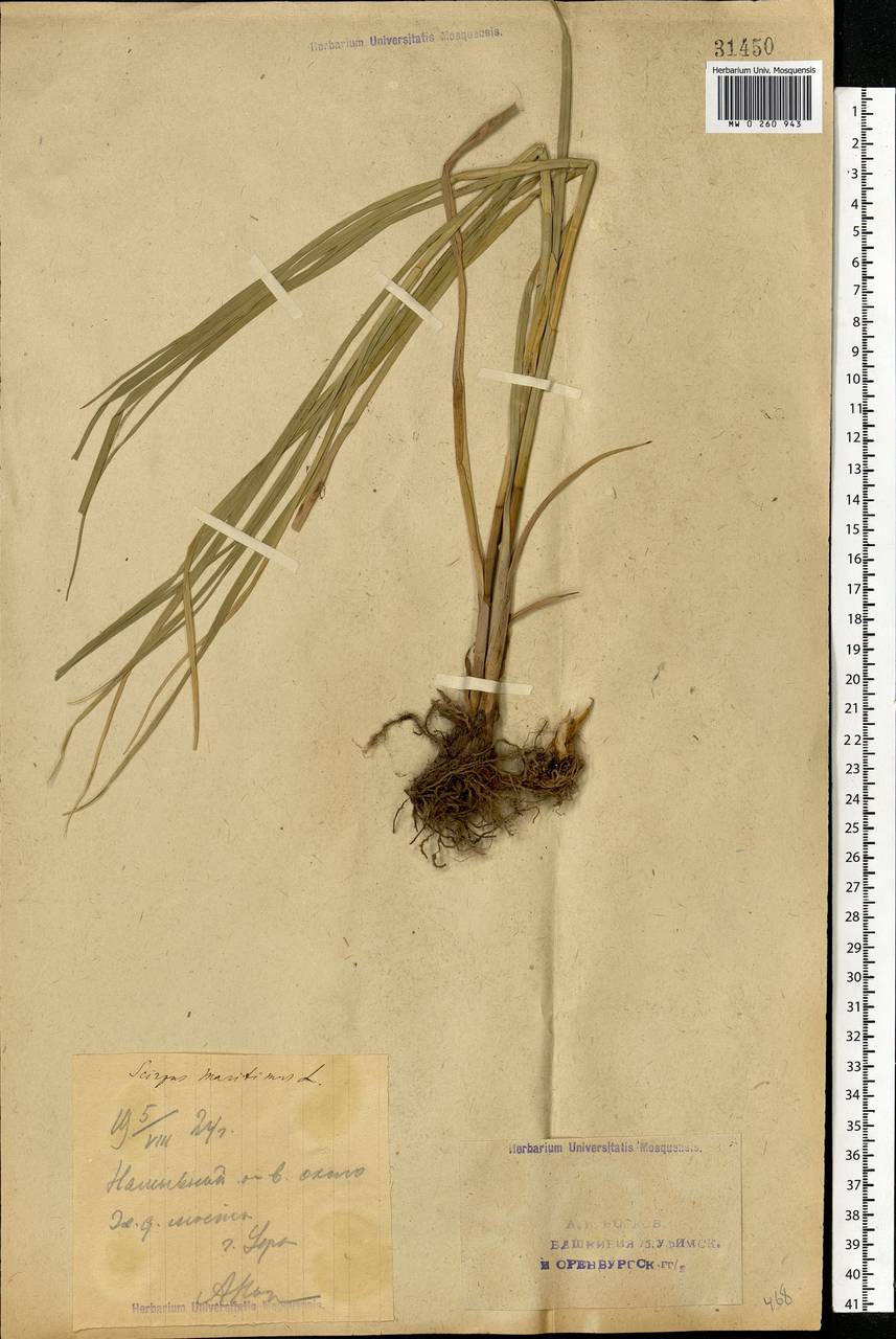 Bolboschoenus maritimus (L.) Palla, Eastern Europe, Eastern region (E10) (Russia)