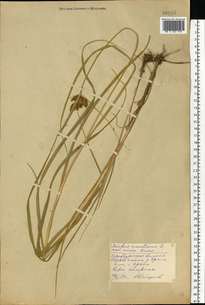 Bolboschoenus maritimus (L.) Palla, Eastern Europe, Eastern region (E10) (Russia)