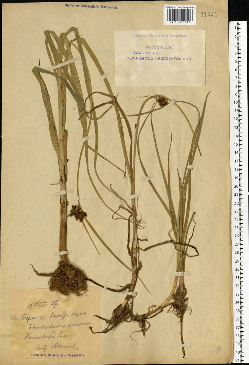 Bolboschoenus maritimus (L.) Palla, Eastern Europe, Eastern region (E10) (Russia)