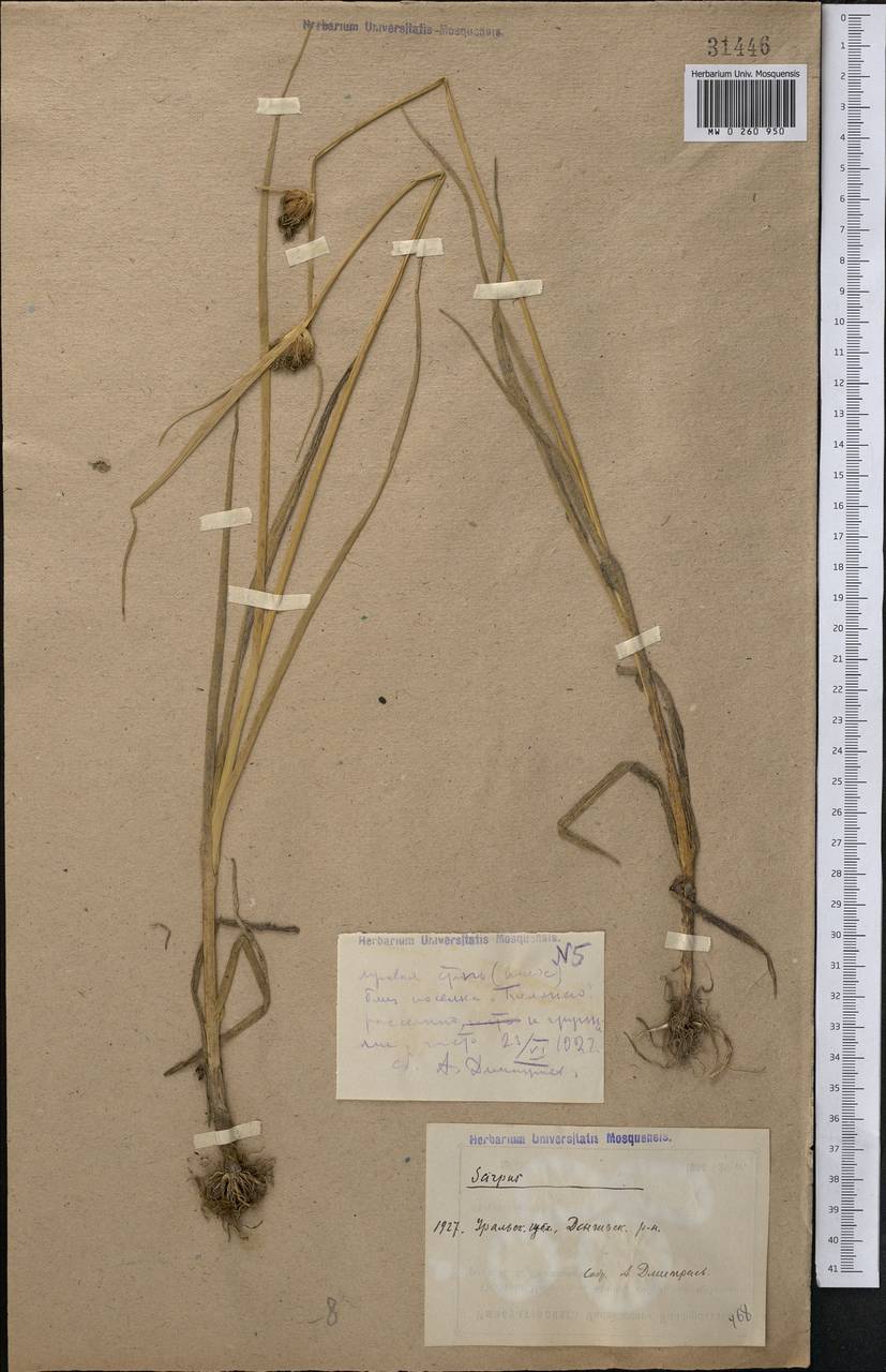 Bolboschoenus glaucus (Lam.) S.G.Sm., Middle Asia, Caspian Ustyurt & Northern Aralia (M8) (Kazakhstan)