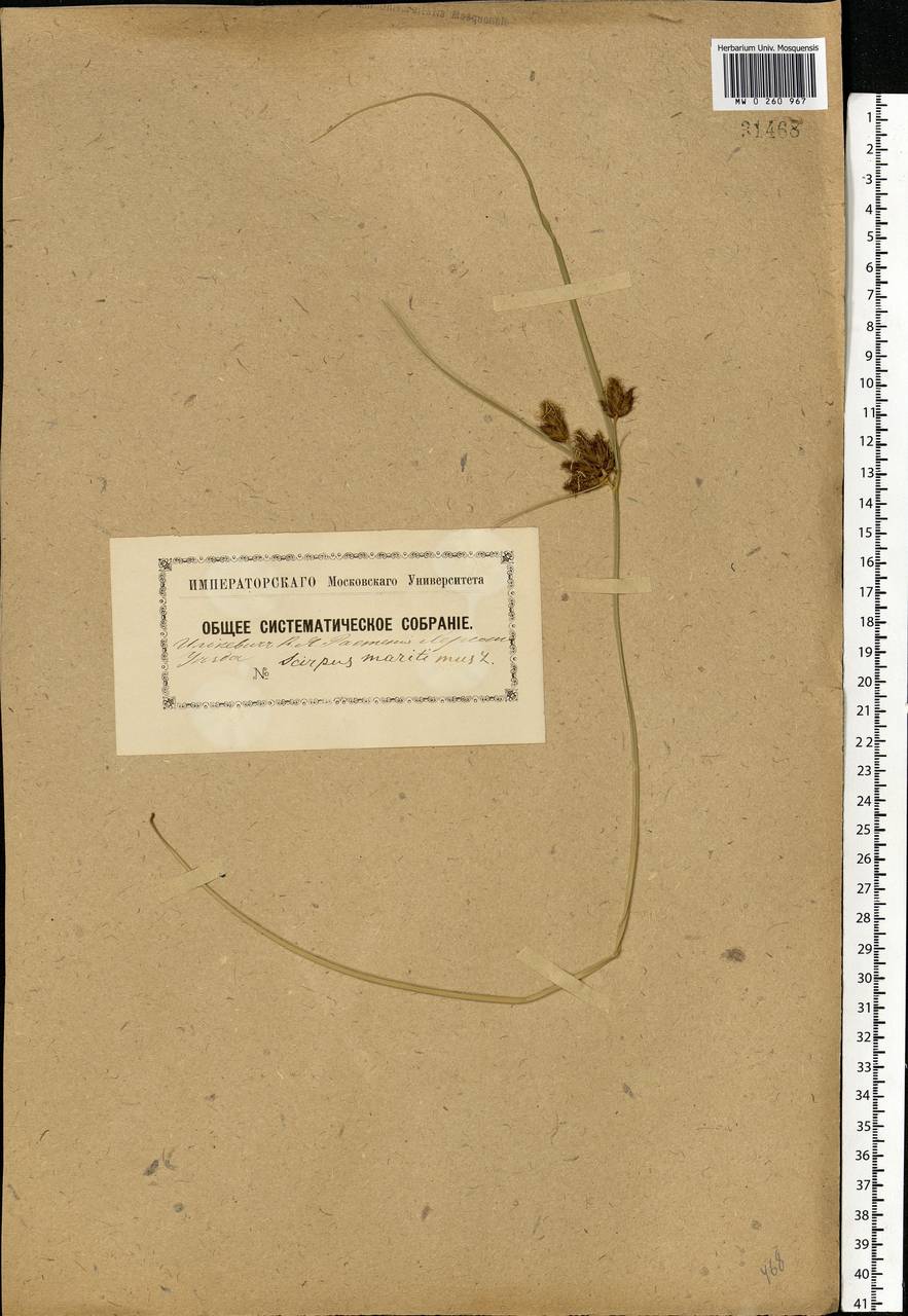 Bolboschoenus maritimus (L.) Palla, Eastern Europe, South Ukrainian region (E12) (Ukraine)