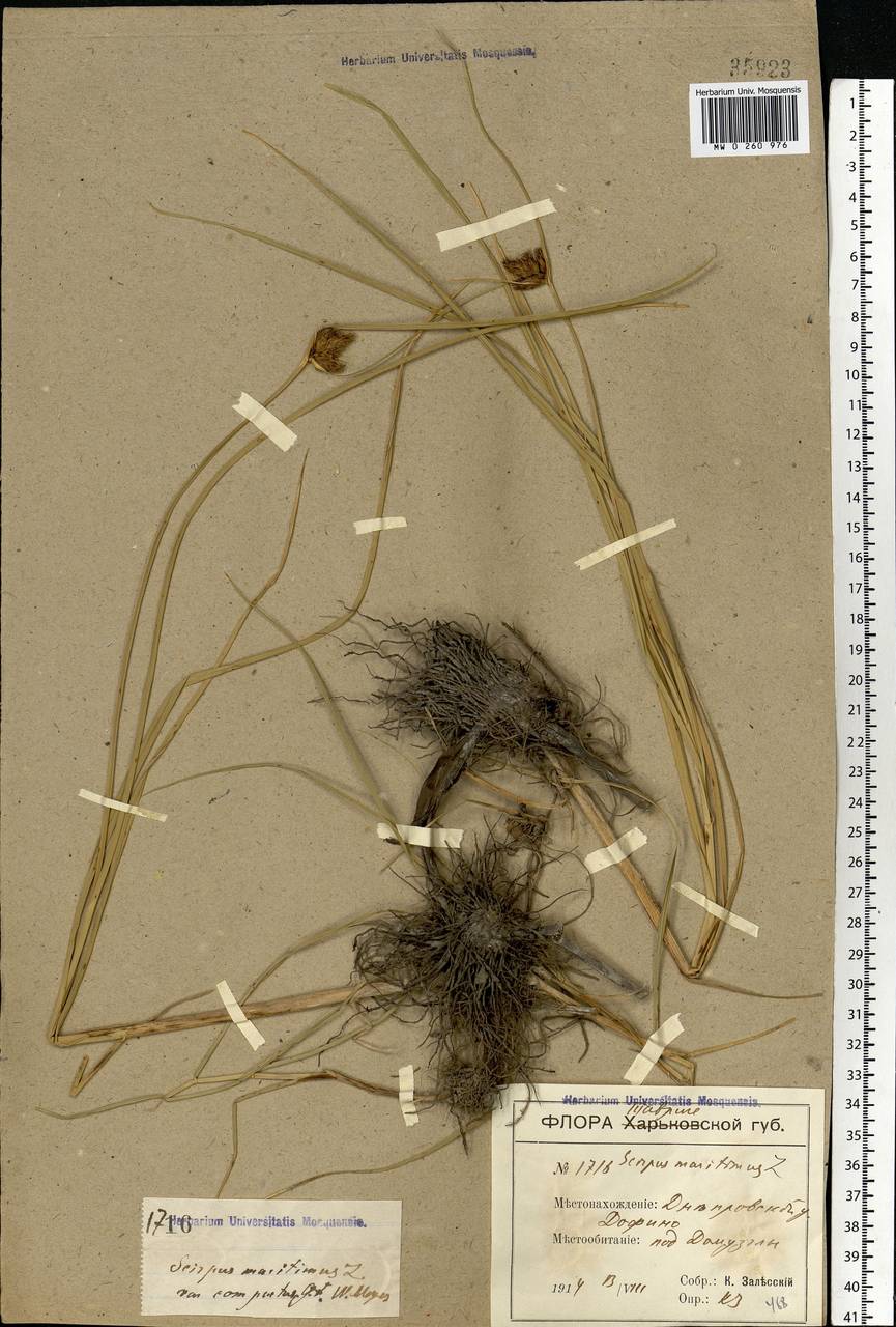 Bolboschoenus maritimus (L.) Palla, Eastern Europe, South Ukrainian region (E12) (Ukraine)