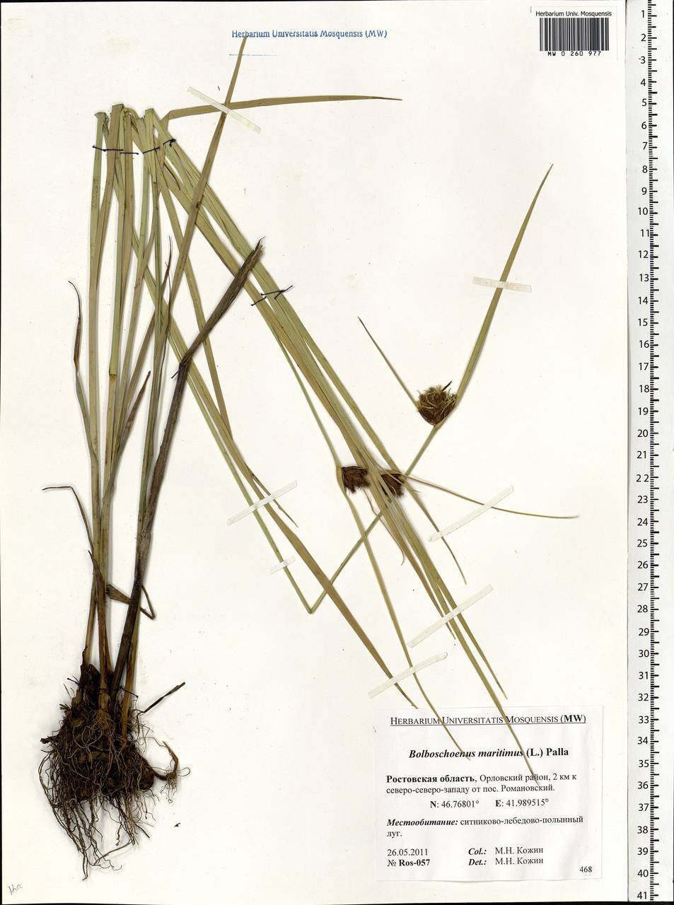 Bolboschoenus maritimus (L.) Palla, Eastern Europe, Rostov Oblast (E12a) (Russia)