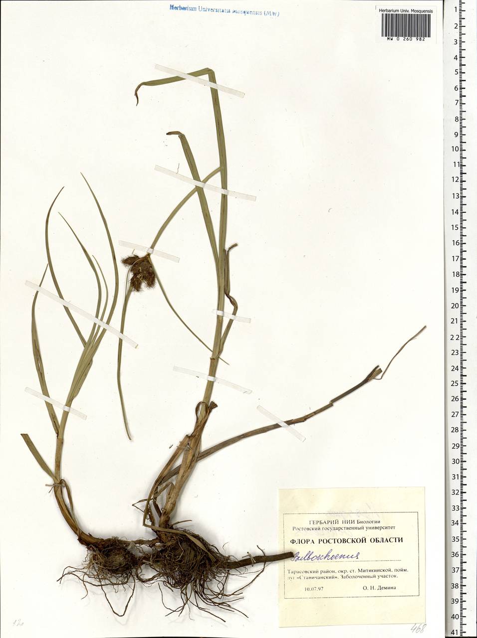 Bolboschoenus maritimus (L.) Palla, Eastern Europe, Rostov Oblast (E12a) (Russia)