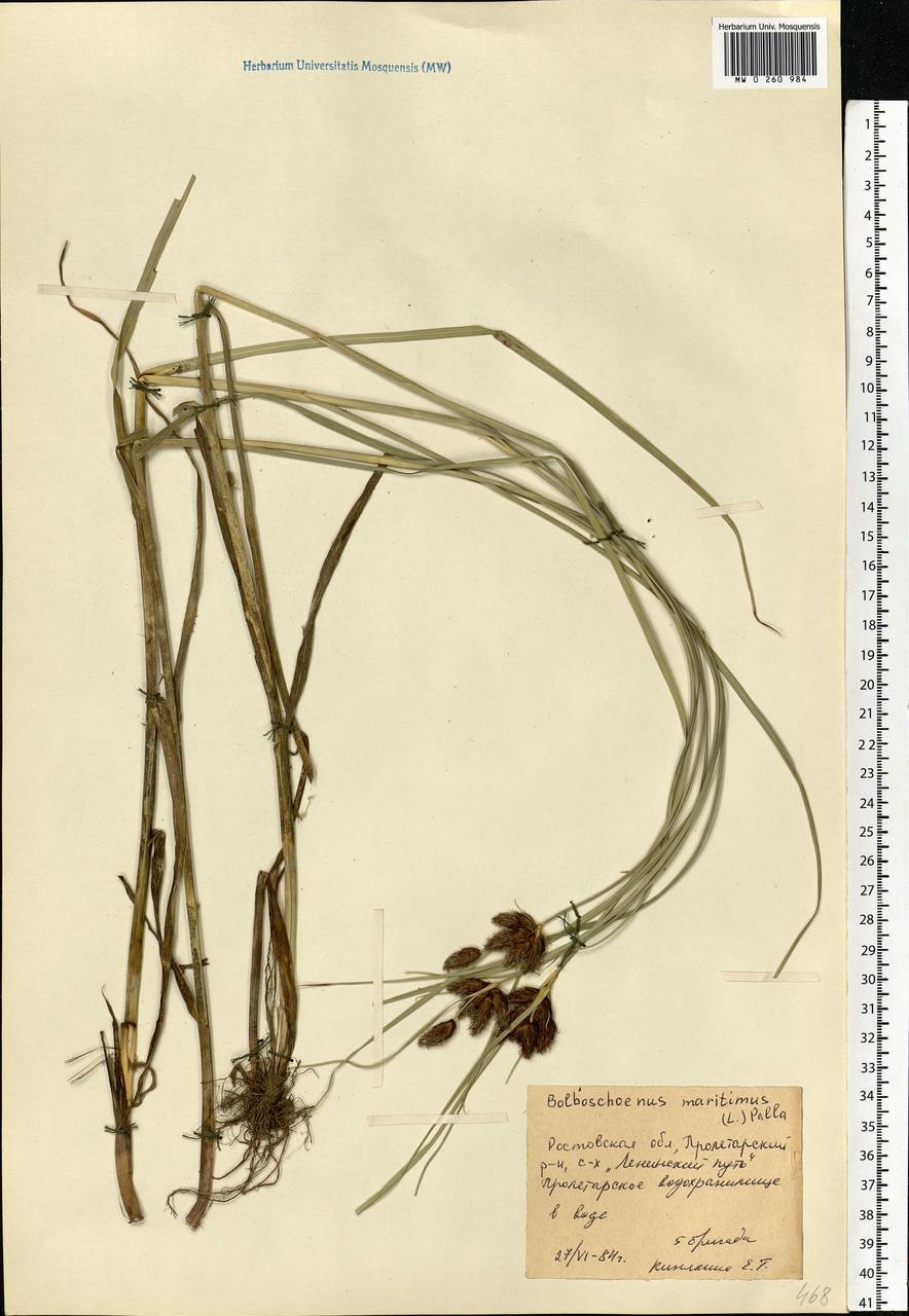 Bolboschoenus maritimus (L.) Palla, Eastern Europe, Rostov Oblast (E12a) (Russia)