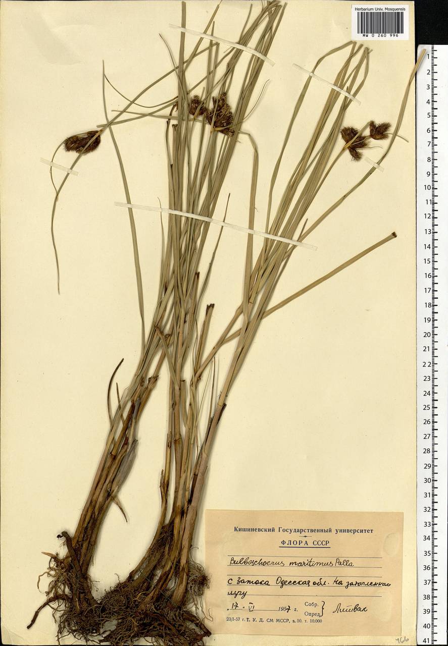 Bolboschoenus maritimus (L.) Palla, Eastern Europe, Moldova (E13a) (Moldova)