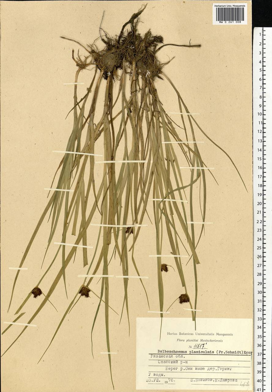 Bolboschoenus planiculmis (F.Schmidt) T.V.Egorova, Eastern Europe, Central region (E4) (Russia)