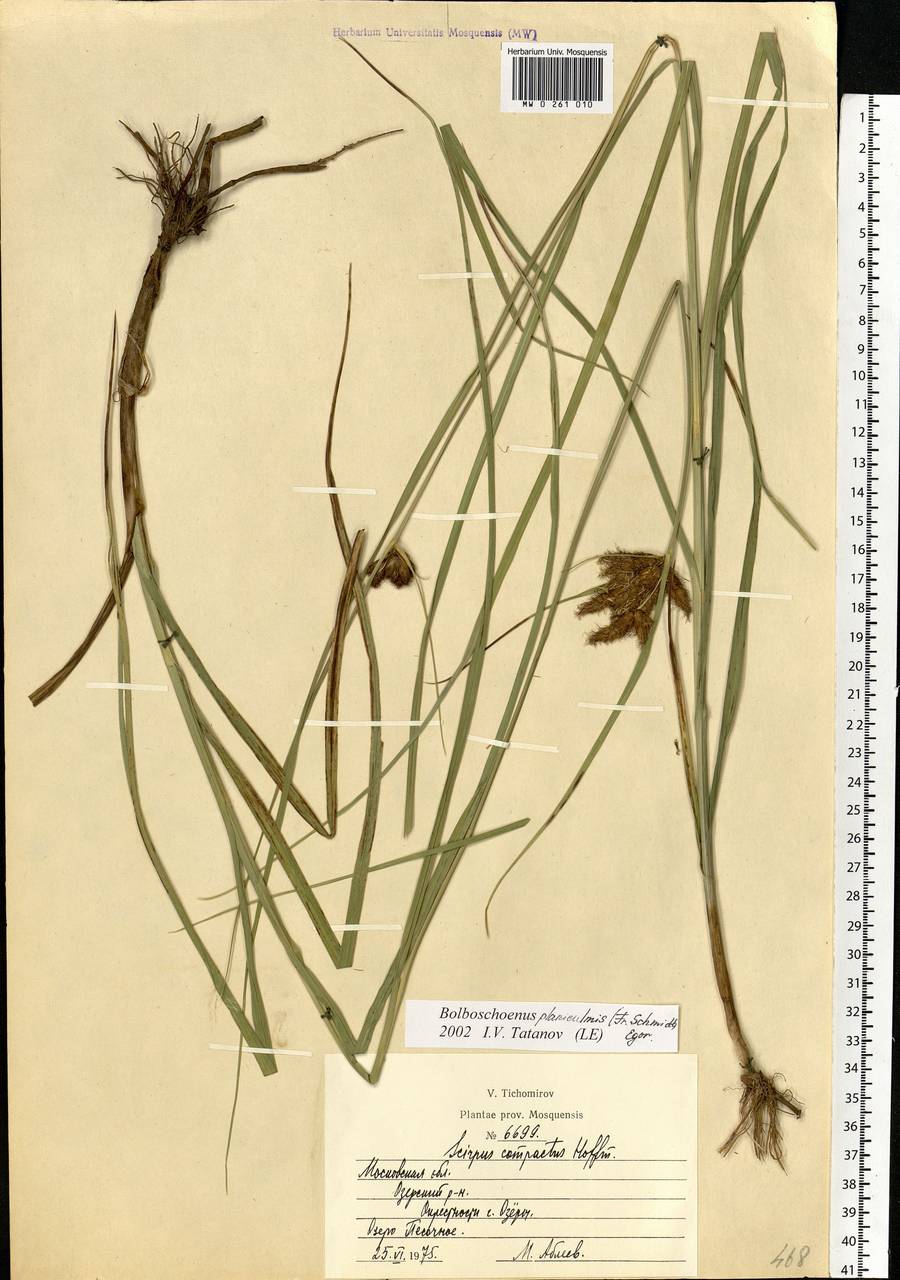 Bolboschoenus planiculmis (F.Schmidt) T.V.Egorova, Eastern Europe, Moscow region (E4a) (Russia)