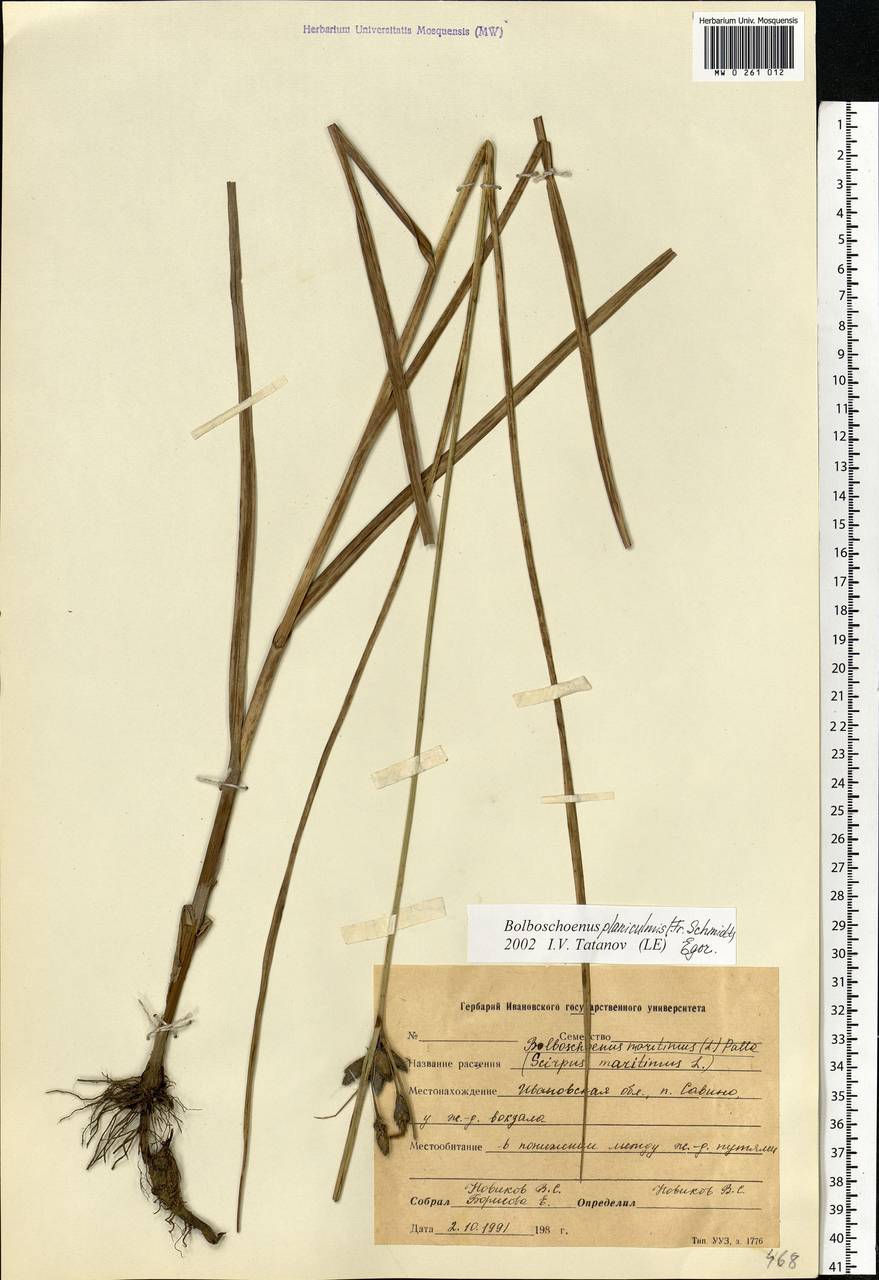 Bolboschoenus planiculmis (F.Schmidt) T.V.Egorova, Eastern Europe, Central forest region (E5) (Russia)