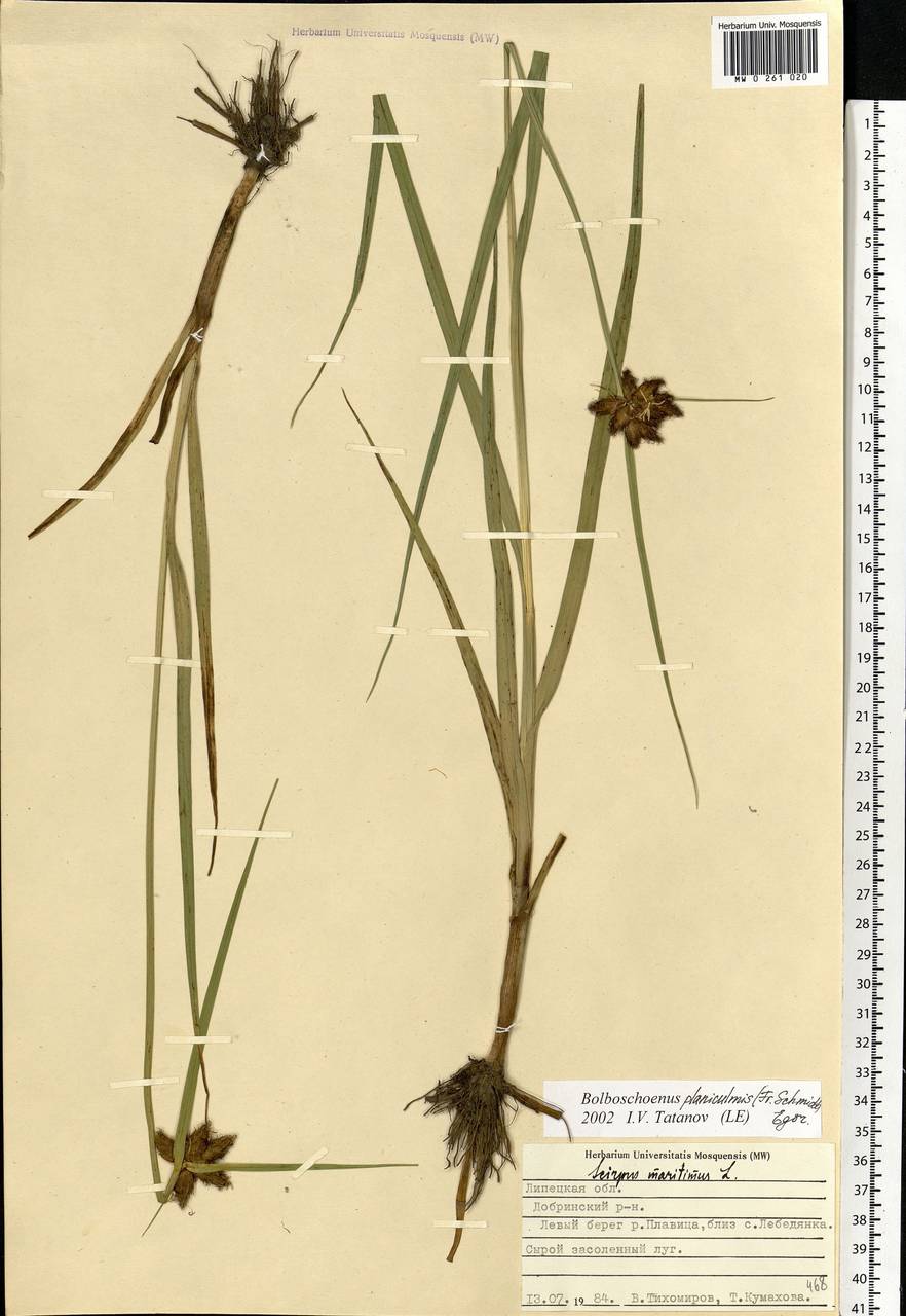 Bolboschoenus planiculmis (F.Schmidt) T.V.Egorova, Eastern Europe, Central forest-and-steppe region (E6) (Russia)