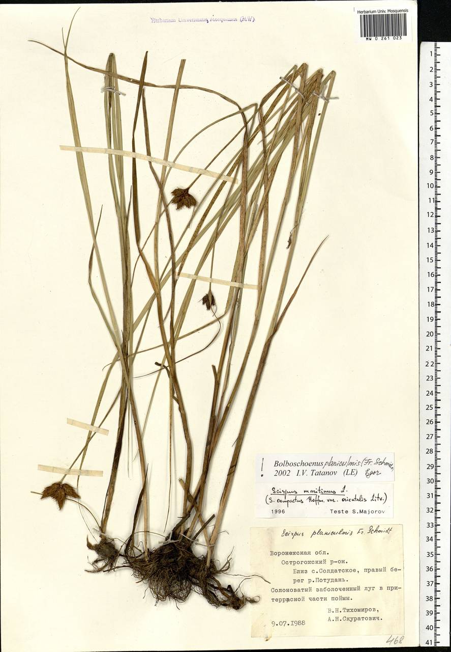 Bolboschoenus planiculmis (F.Schmidt) T.V.Egorova, Eastern Europe, Central forest-and-steppe region (E6) (Russia)
