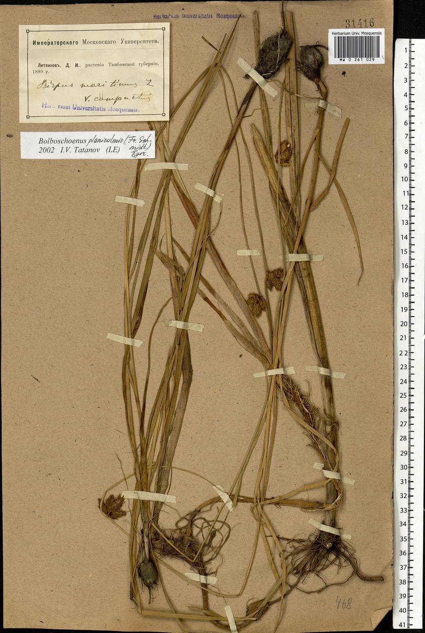 Bolboschoenus planiculmis (F.Schmidt) T.V.Egorova, Eastern Europe, Central forest-and-steppe region (E6) (Russia)