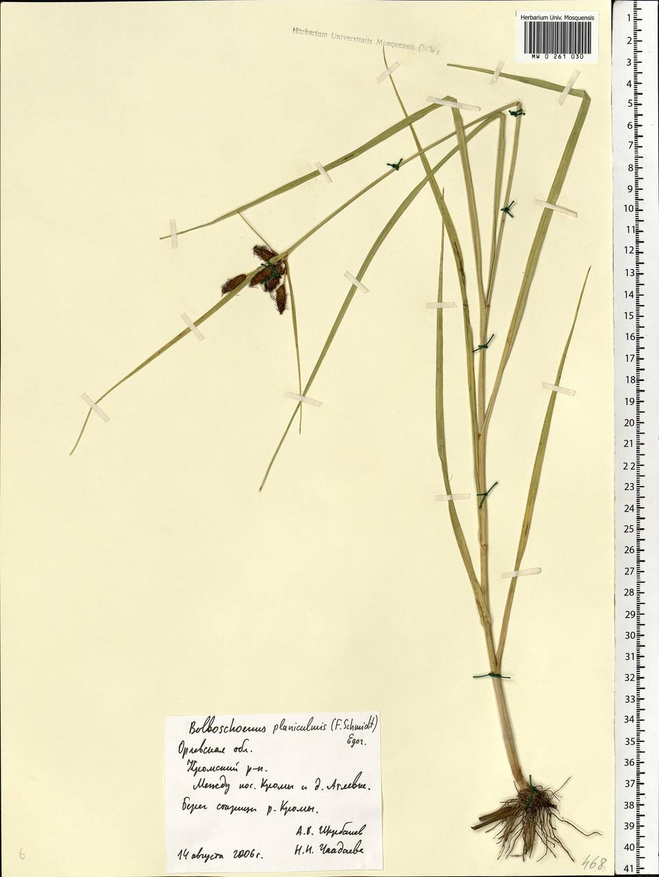 Bolboschoenus planiculmis (F.Schmidt) T.V.Egorova, Eastern Europe, Central forest-and-steppe region (E6) (Russia)