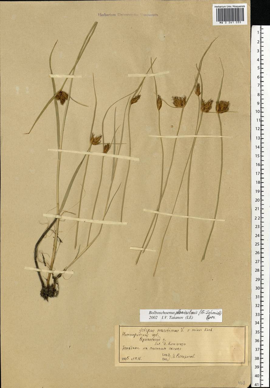 Bolboschoenus planiculmis (F.Schmidt) T.V.Egorova, Eastern Europe, Volga-Kama region (E7) (Russia)