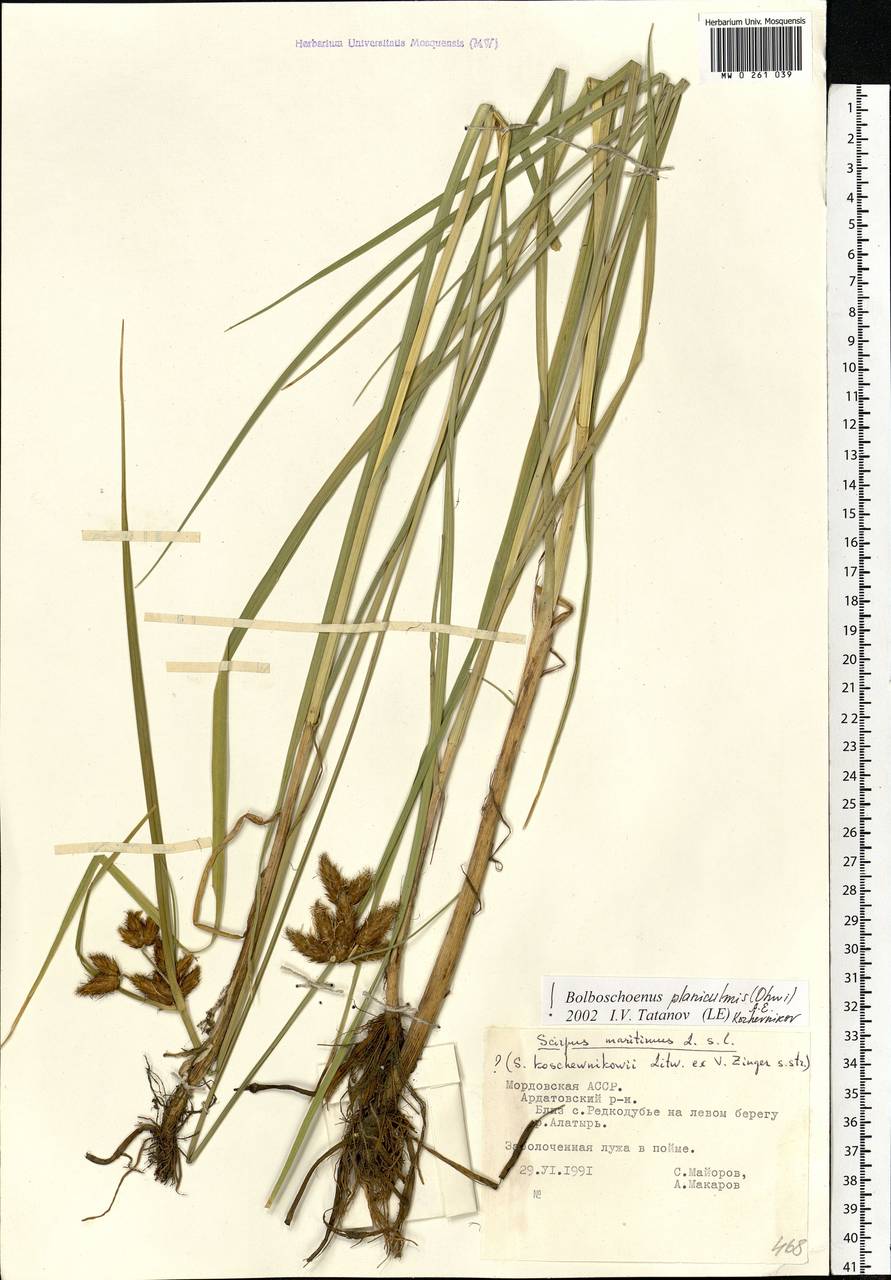 Bolboschoenus planiculmis (F.Schmidt) T.V.Egorova, Eastern Europe, Middle Volga region (E8) (Russia)