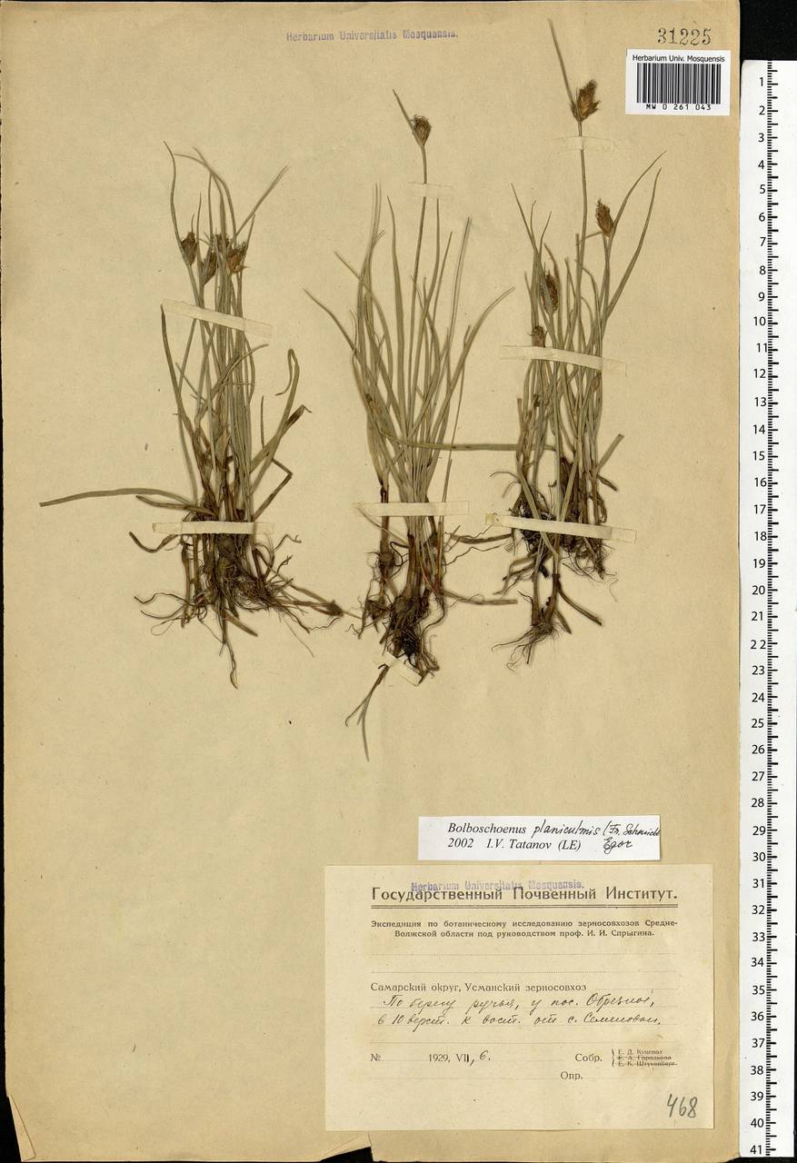 Bolboschoenus planiculmis (F.Schmidt) T.V.Egorova, Eastern Europe, Middle Volga region (E8) (Russia)