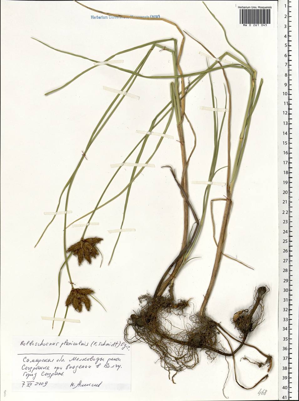 Bolboschoenus planiculmis (F.Schmidt) T.V.Egorova, Eastern Europe, Middle Volga region (E8) (Russia)