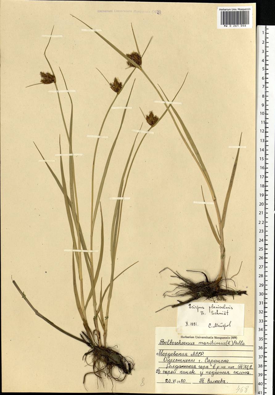 Bolboschoenus planiculmis (F.Schmidt) T.V.Egorova, Eastern Europe, Middle Volga region (E8) (Russia)