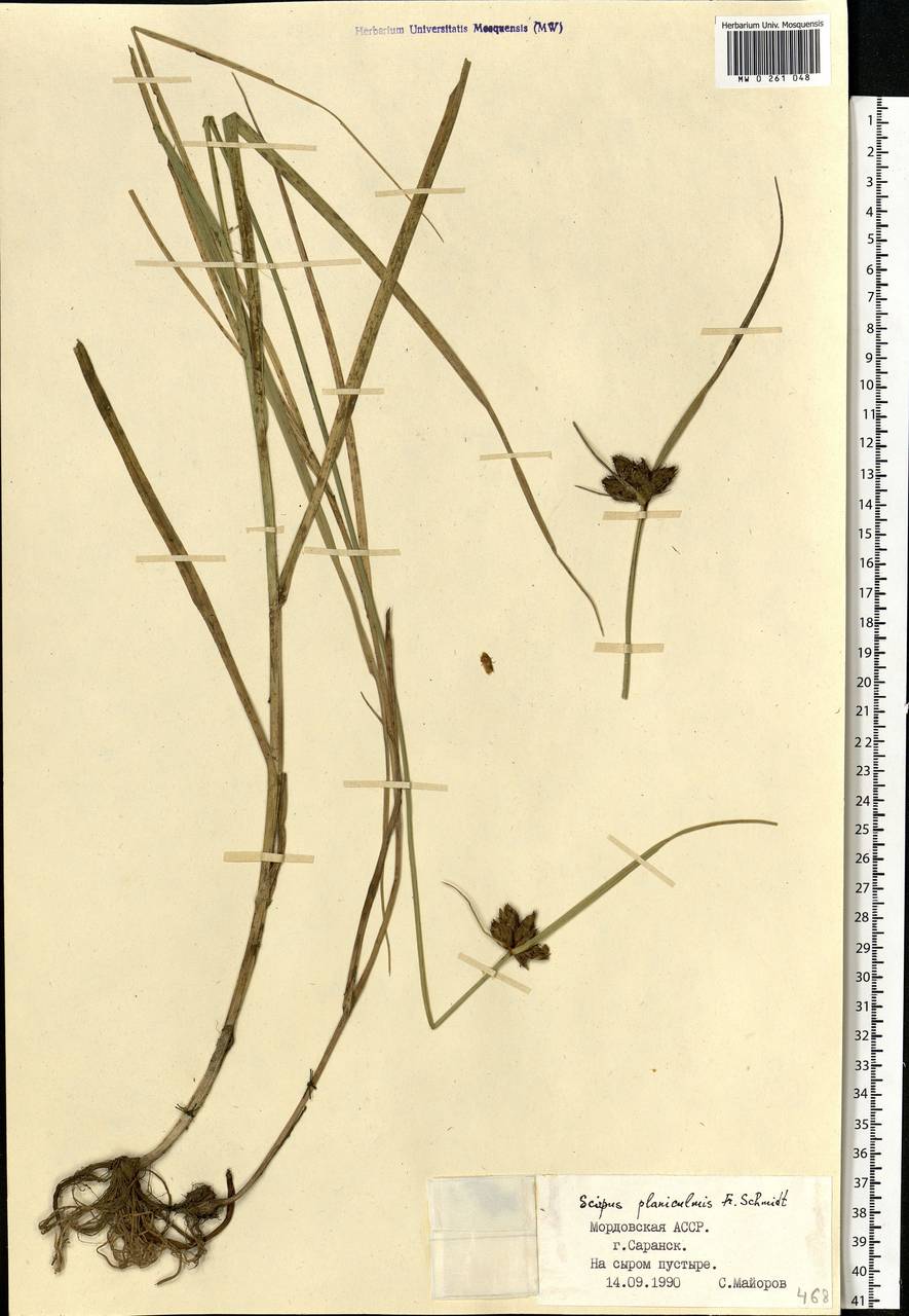 Bolboschoenus planiculmis (F.Schmidt) T.V.Egorova, Eastern Europe, Middle Volga region (E8) (Russia)