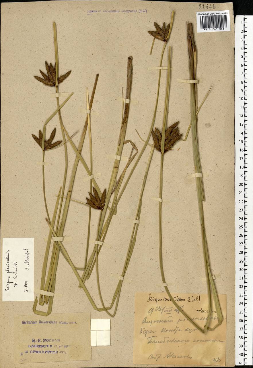 Bolboschoenus planiculmis (F.Schmidt) T.V.Egorova, Eastern Europe, Eastern region (E10) (Russia)