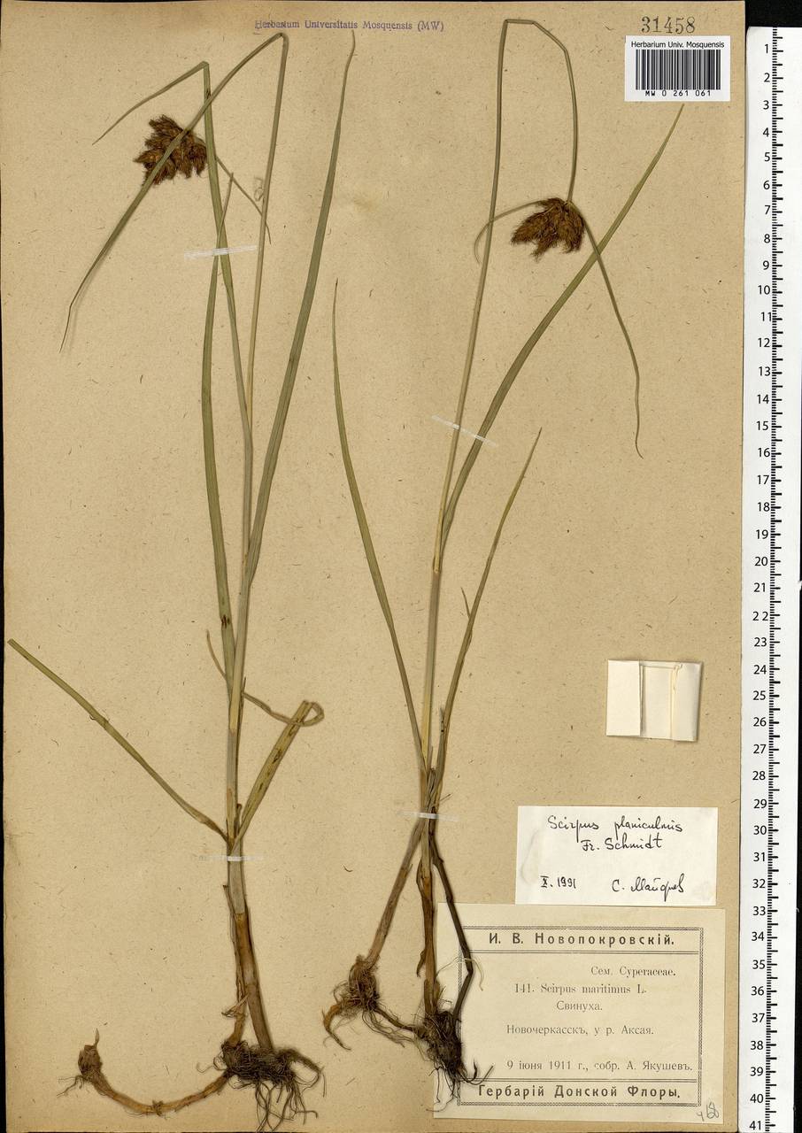 Bolboschoenus planiculmis (F.Schmidt) T.V.Egorova, Eastern Europe, Rostov Oblast (E12a) (Russia)