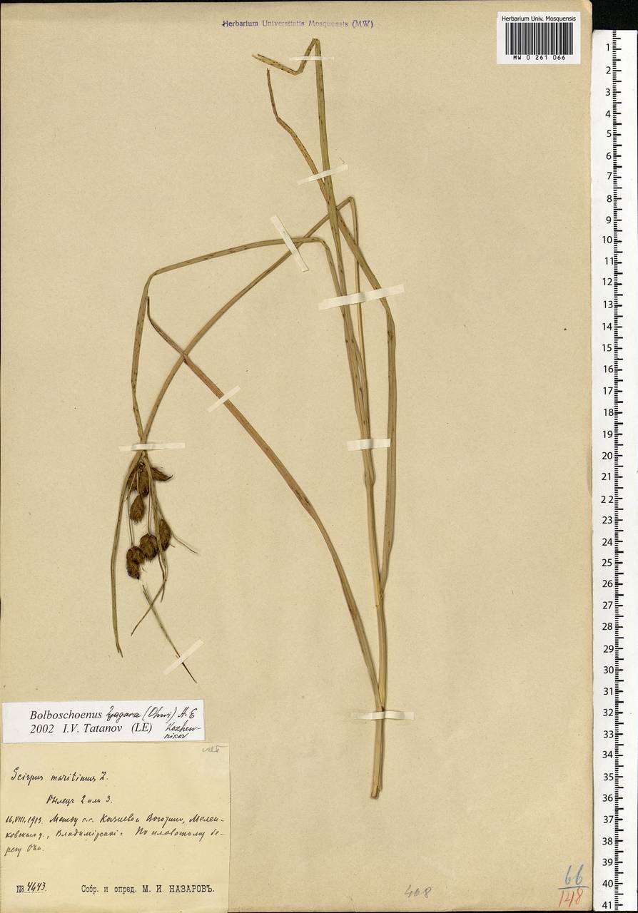 Bolboschoenus yagara (Ohwi) Y.C.Yang & M.Zhan, Eastern Europe, Central region (E4) (Russia)