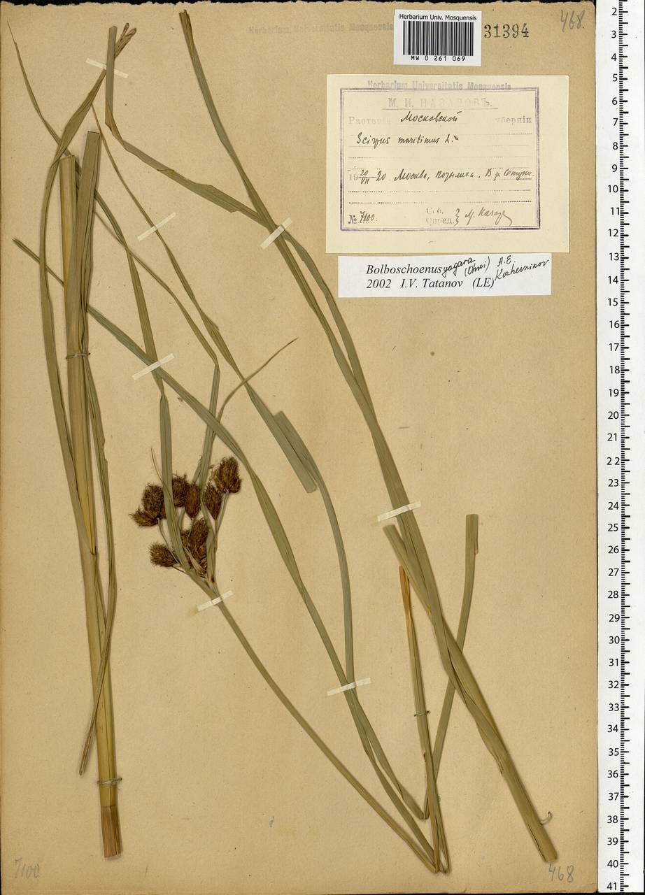 Bolboschoenus yagara (Ohwi) Y.C.Yang & M.Zhan, Eastern Europe, Moscow region (E4a) (Russia)